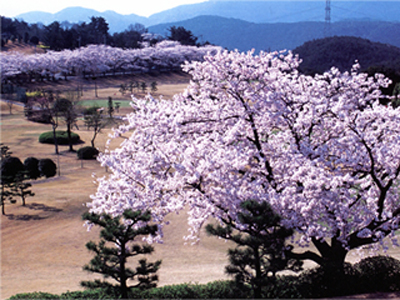 よみうりゴルフショートコース